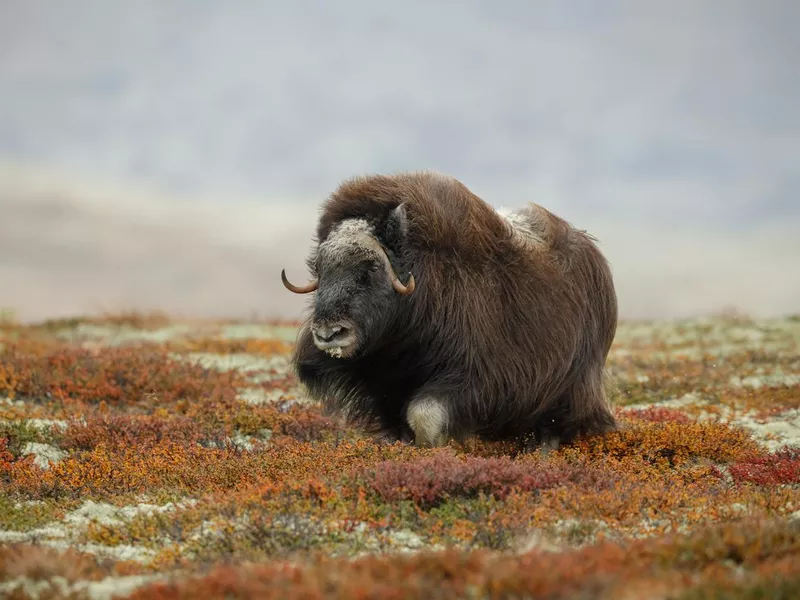 Musk ox
