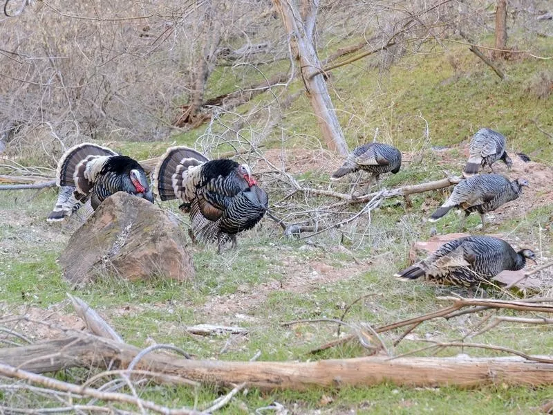 turkey
