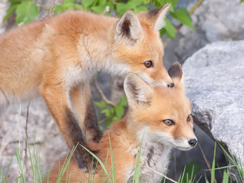 Red fox pups