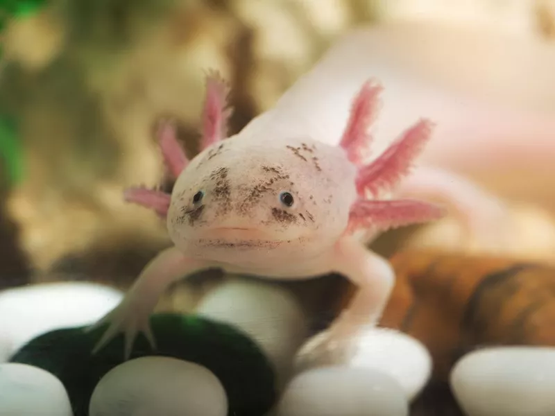 portrait of a funny axolotl