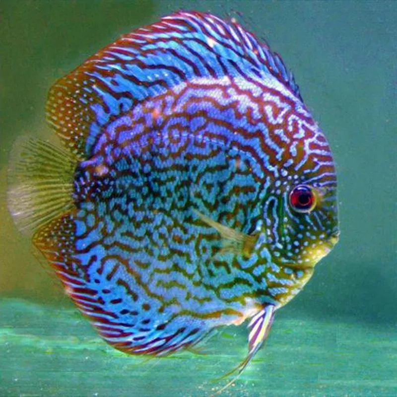 Blue Checkerboard Discus Fish