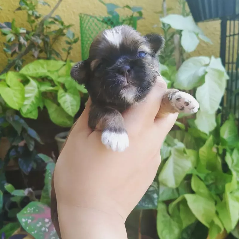 Just born Shih Tzu