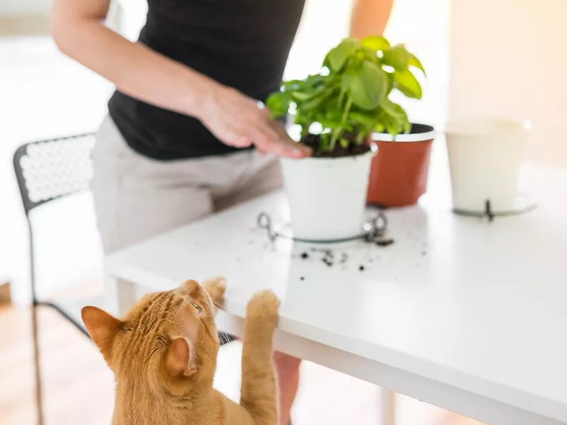 Young woman re-potting flower