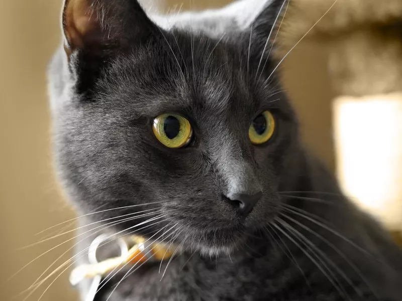 Gray Korat cat