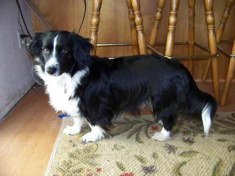 Border collie and corgi mix