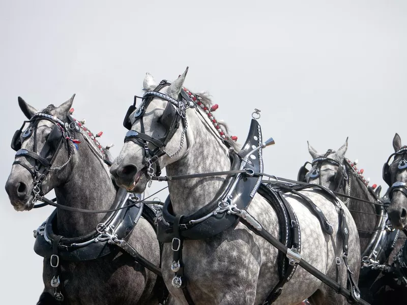 Team of Horses