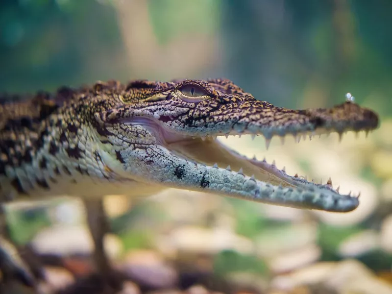 Close up of small caiman