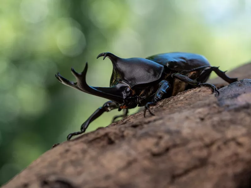 Japanese Rhinoceros Beetle