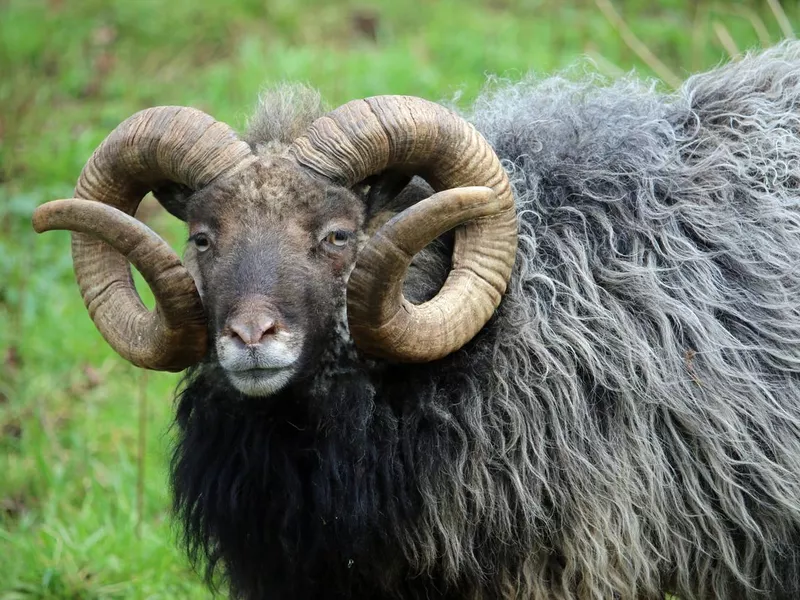 Rare breed sheep