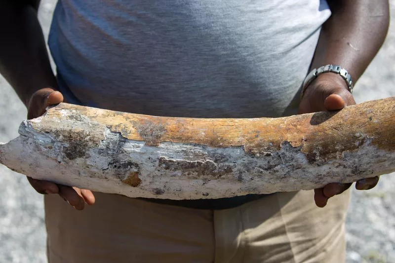 Elephant tusk