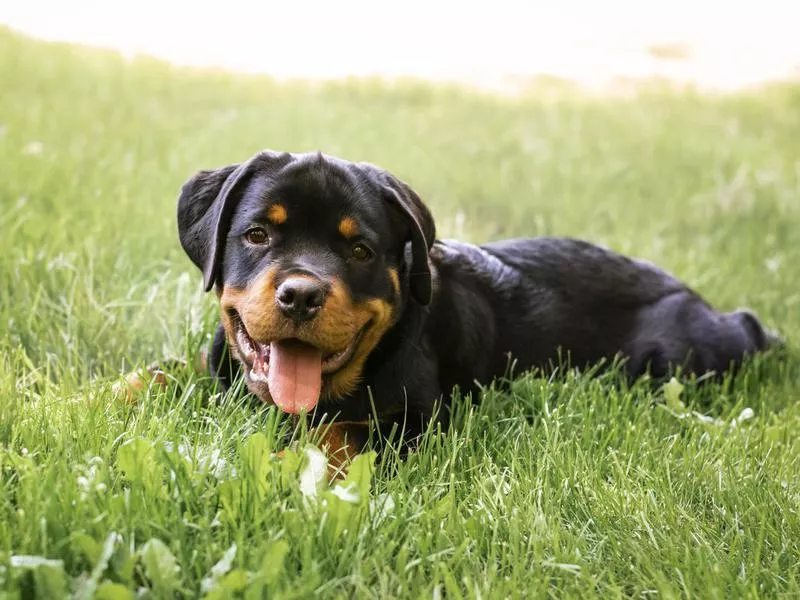 Rottweiler
