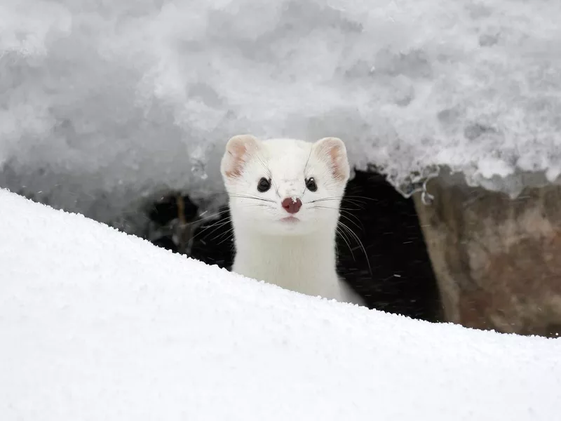 Ermine