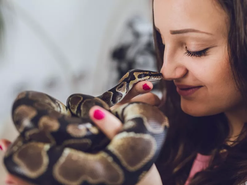Ball Python