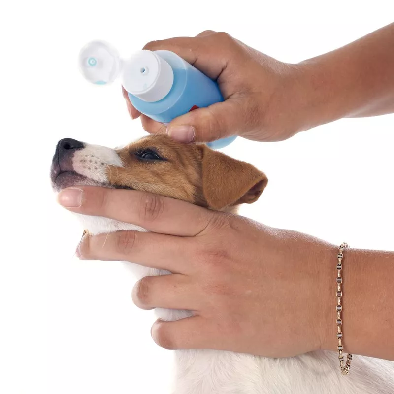 Applying sunscreen to a dog