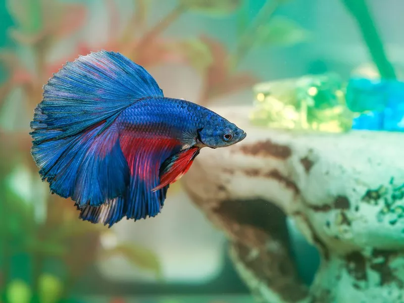 Betta Fish