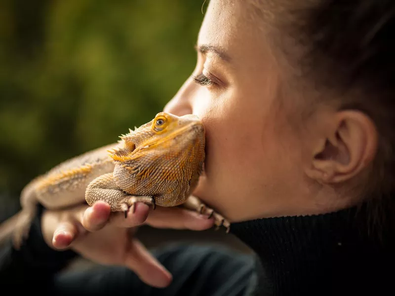 Bearded Dragon