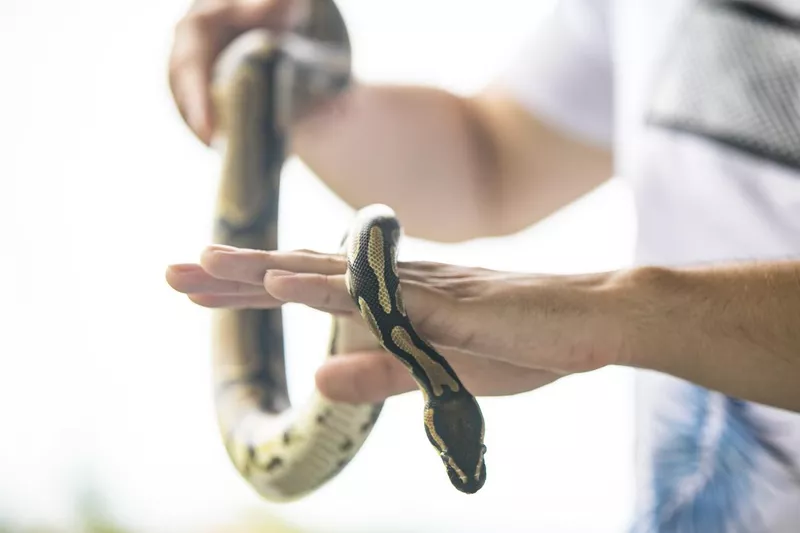 Young man holding his pet royal python crawling in hands