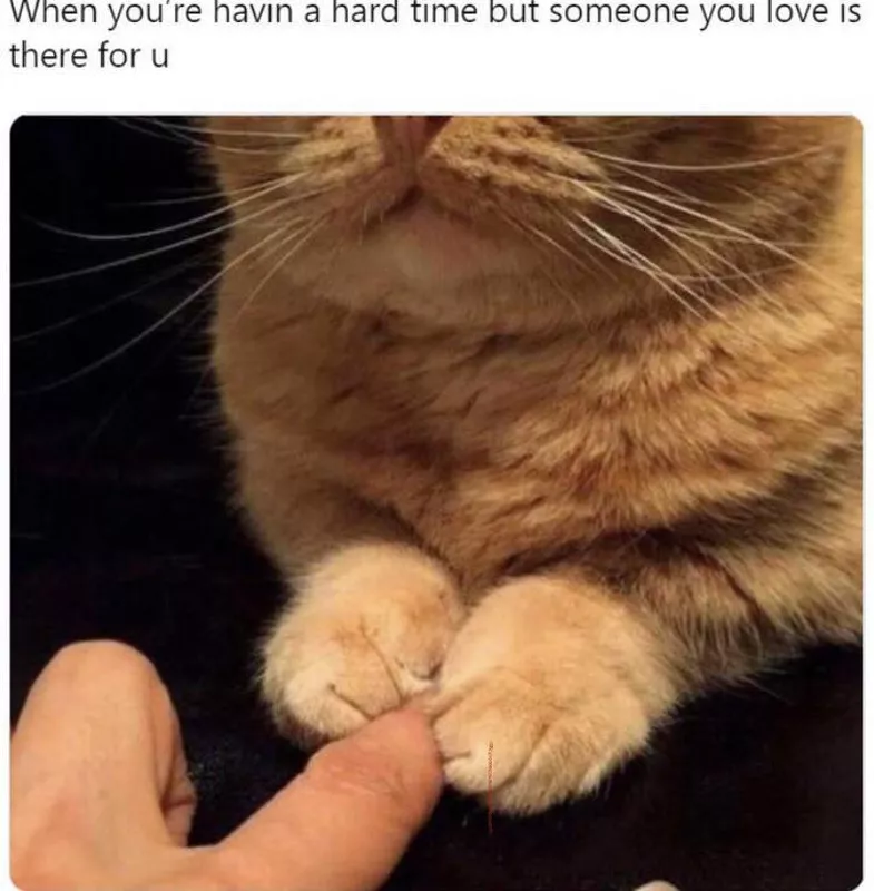 little cat feet