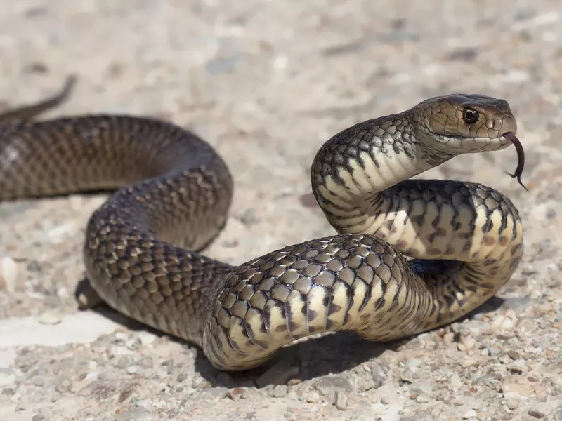 Eastern Brown Snake