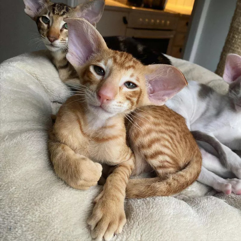 Peterbald