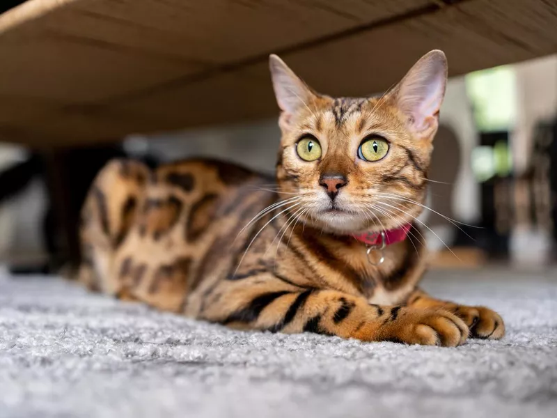 Bengal cat at home