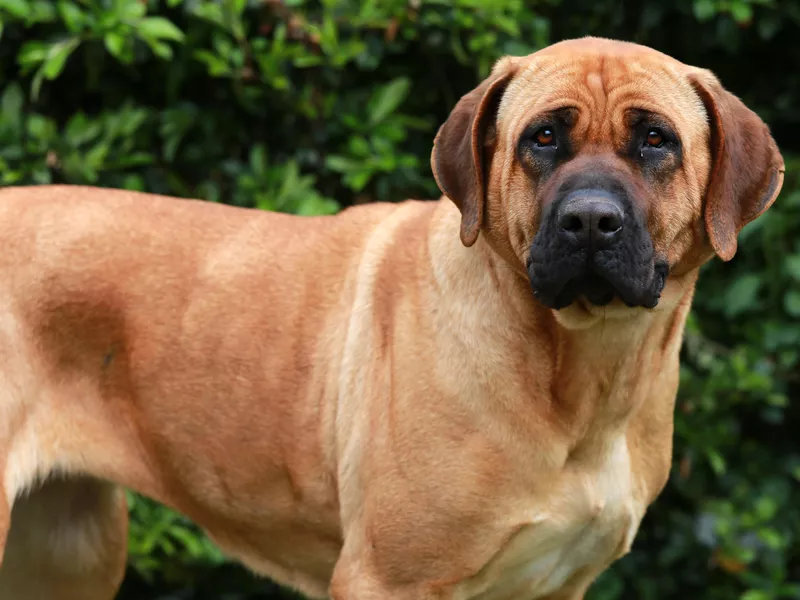 Japanese mastiff