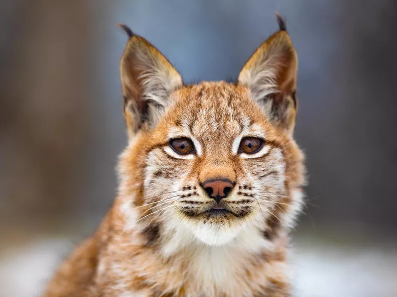 Close-up portrait of beautiful eurasian lynx in the forest