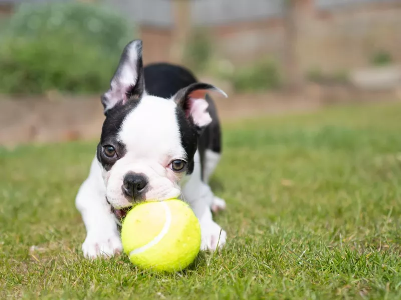 Boston Terrier puppy lying on the grass chewing a tennis ball looking at the camera. There is copy space