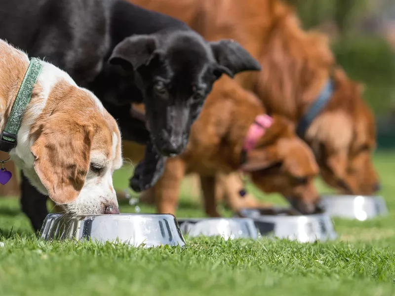 Beautiful dogs eating