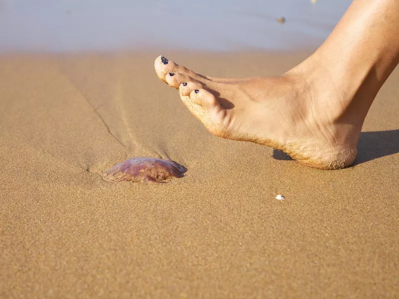 Woman about to step on a box jelly