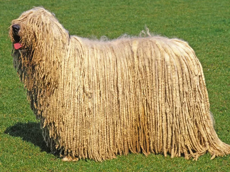 Komondor