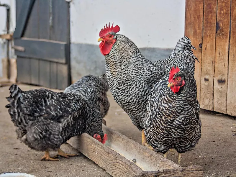 Maran chickens