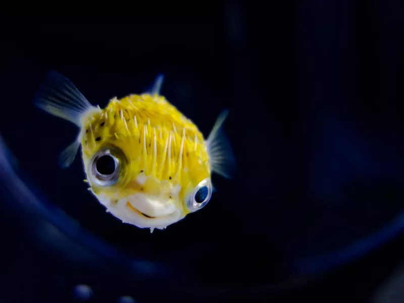 Porcupine fish
