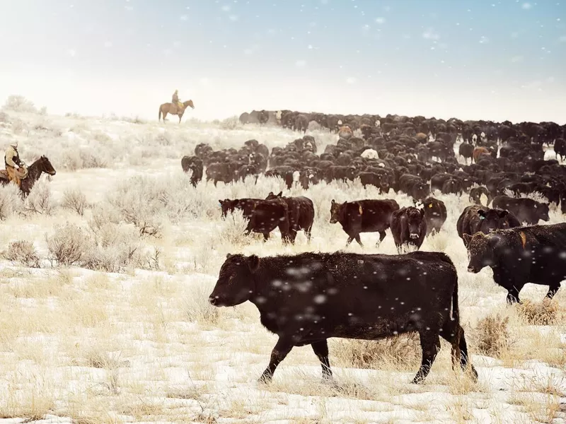 Red Angus