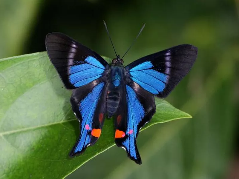 Periander Metalmark