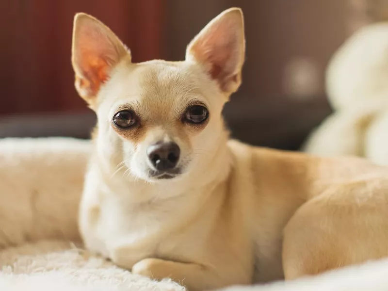 Light brown Chihuahua lying on couch