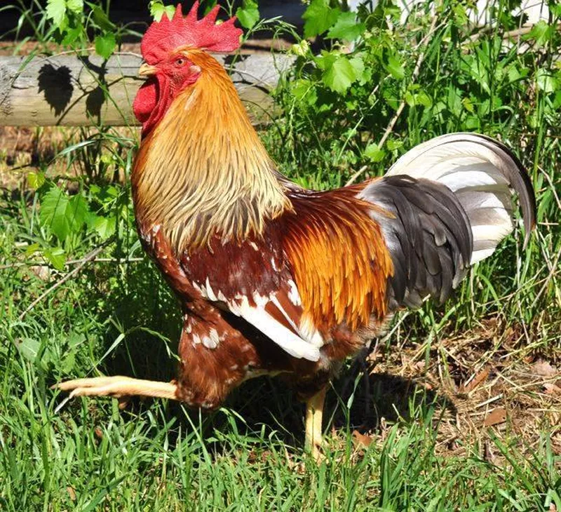 Speckled Swedish Flower Hen