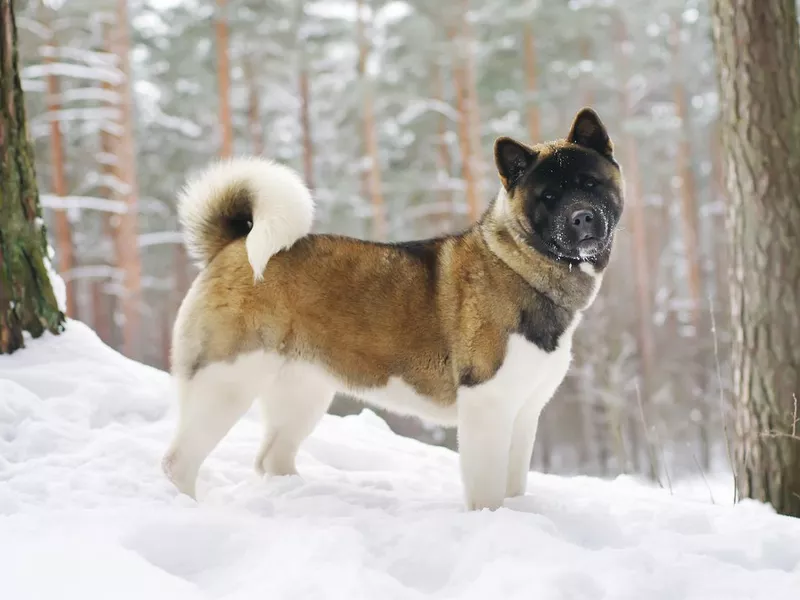 Akita