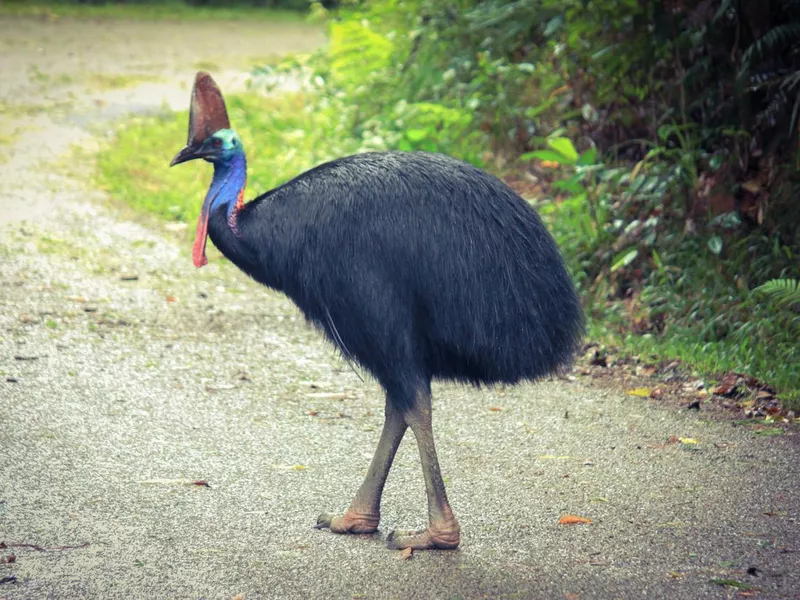 Southern Cassowary