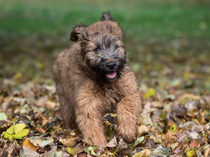 Briard puppy