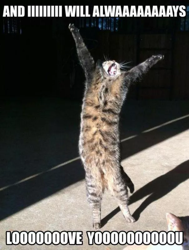 Standing cat singing