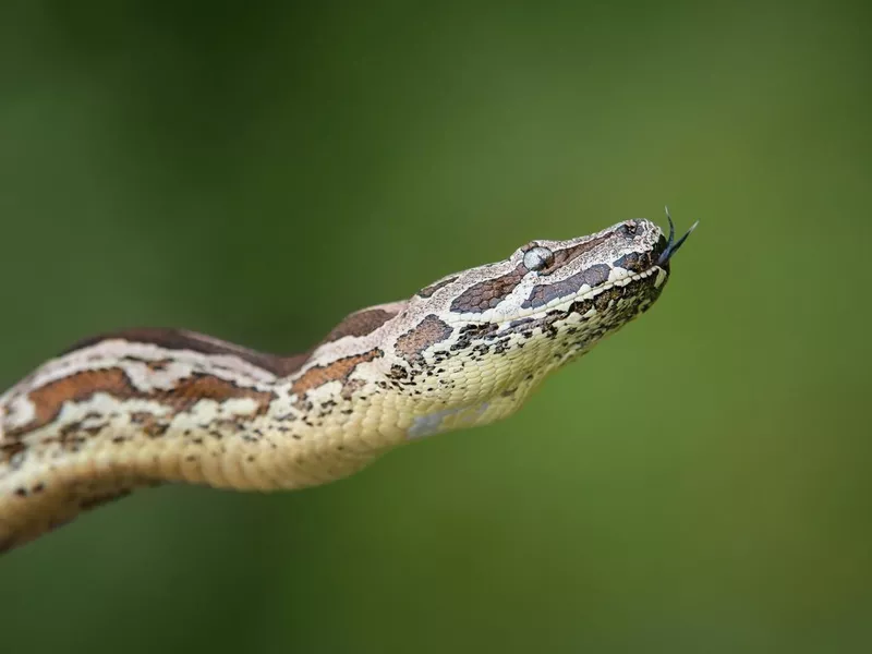 Dumeril’s Boa (Acrantophis dumerili)