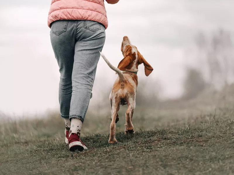 Bracco Italiano puppy walking with owner off leash, rear view