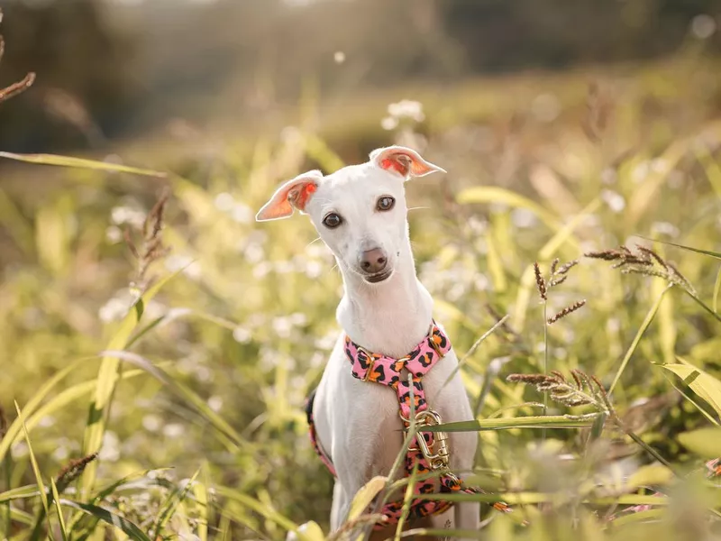 Little white Italian Greyhound sitting among green bushes