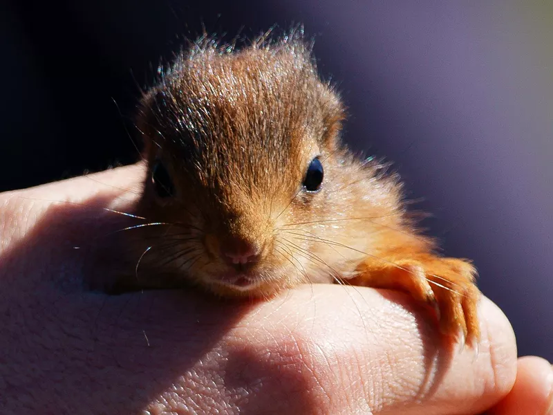 Baby Red Squirrel