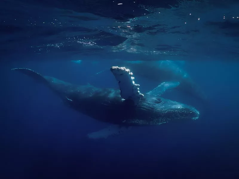 pacific whale -01