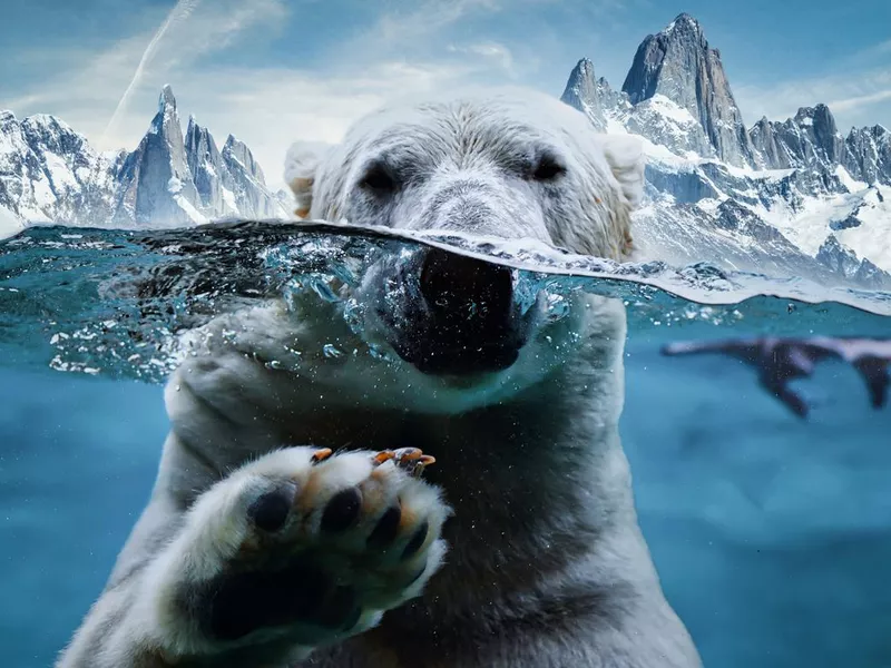 Polar Bear