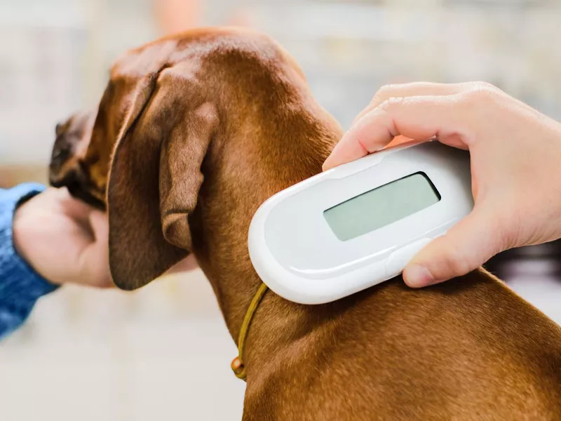 Vet checking chip implant on puppy