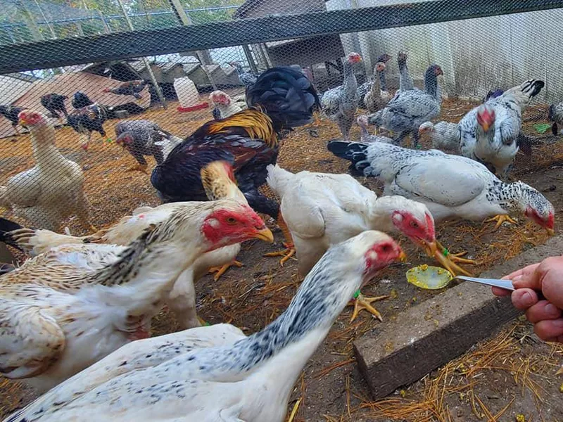 Indian Giants eating