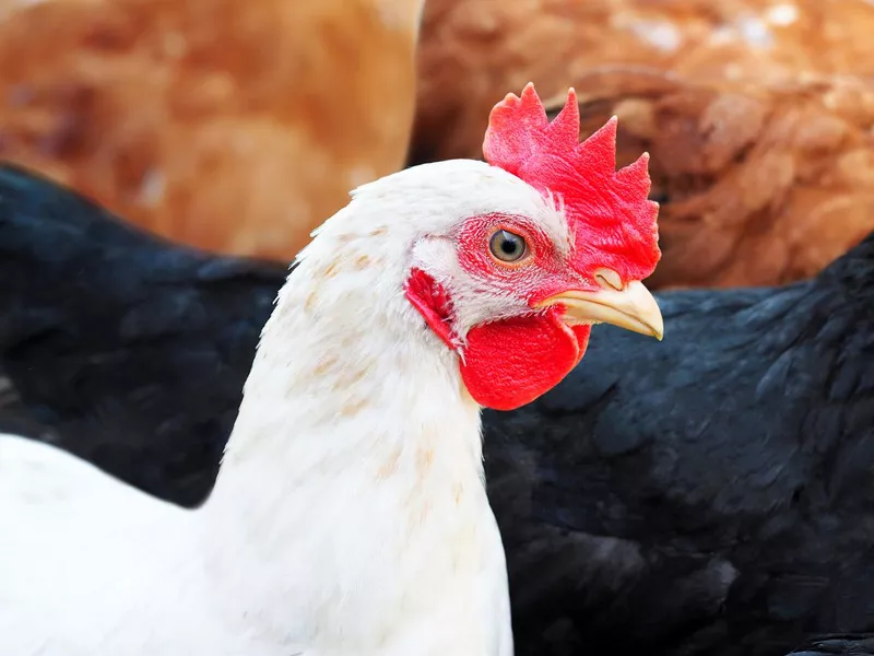 Leghorn chicken breed